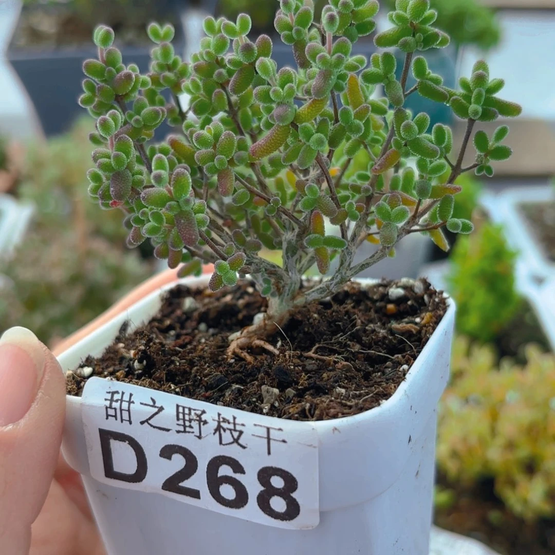 实生蜜叶糖球268。