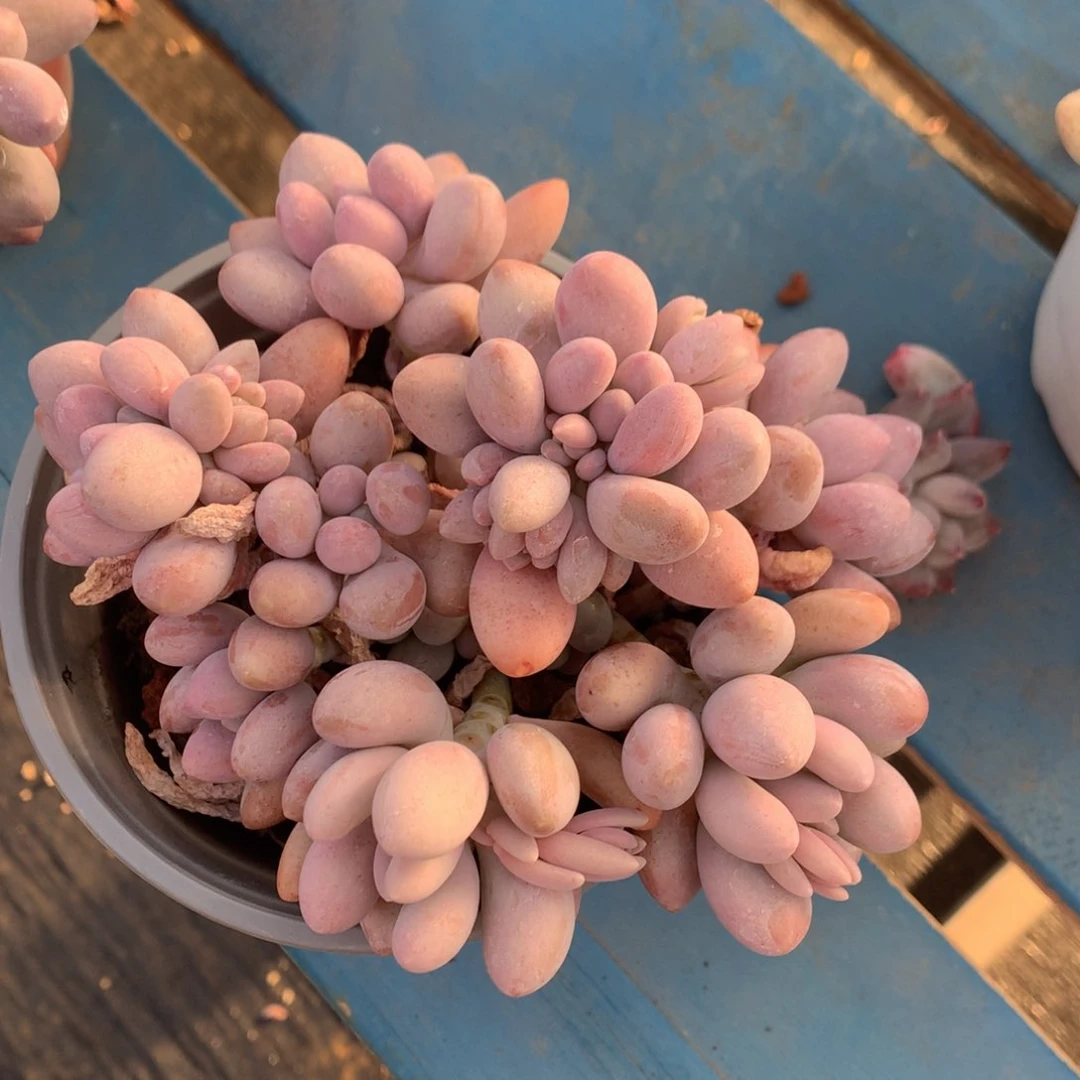 粉色恋人老桩一物一拍