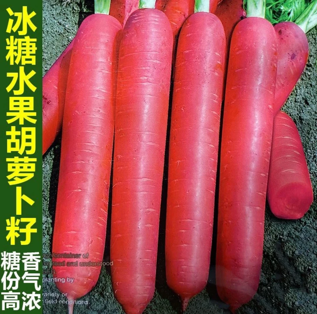 糖心水果胡萝卜种子四季波玫瑰红红萝卜种籽甜脆红胡萝卜种子