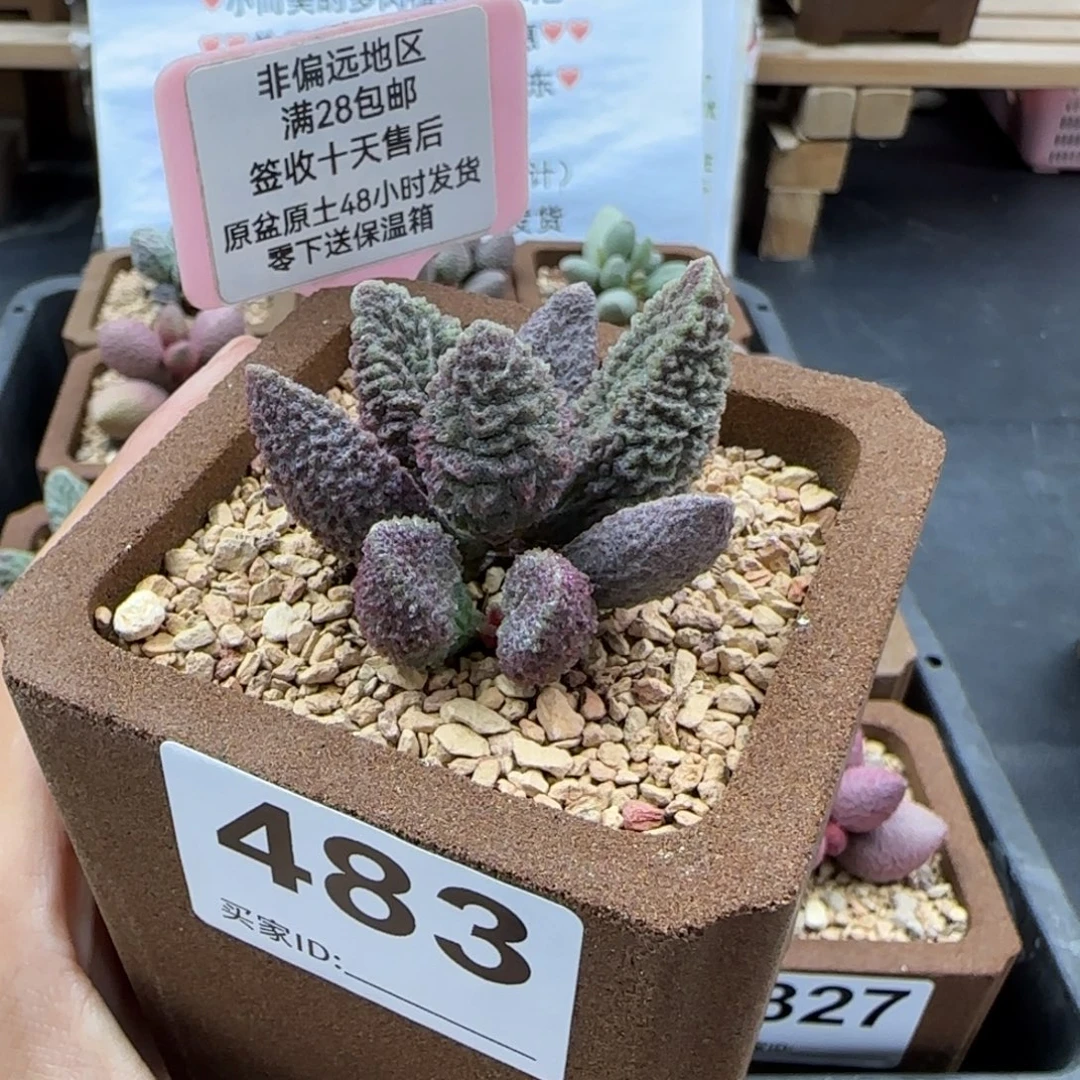 483苍龙多肉的植物