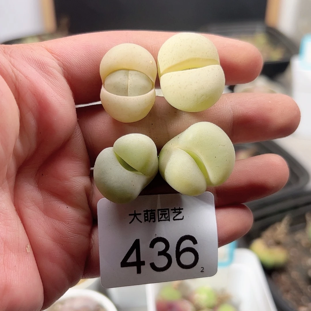 0000436 一物一拍……