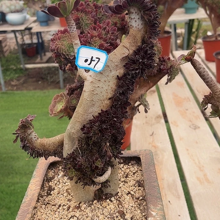 057黑法师缀化一颗