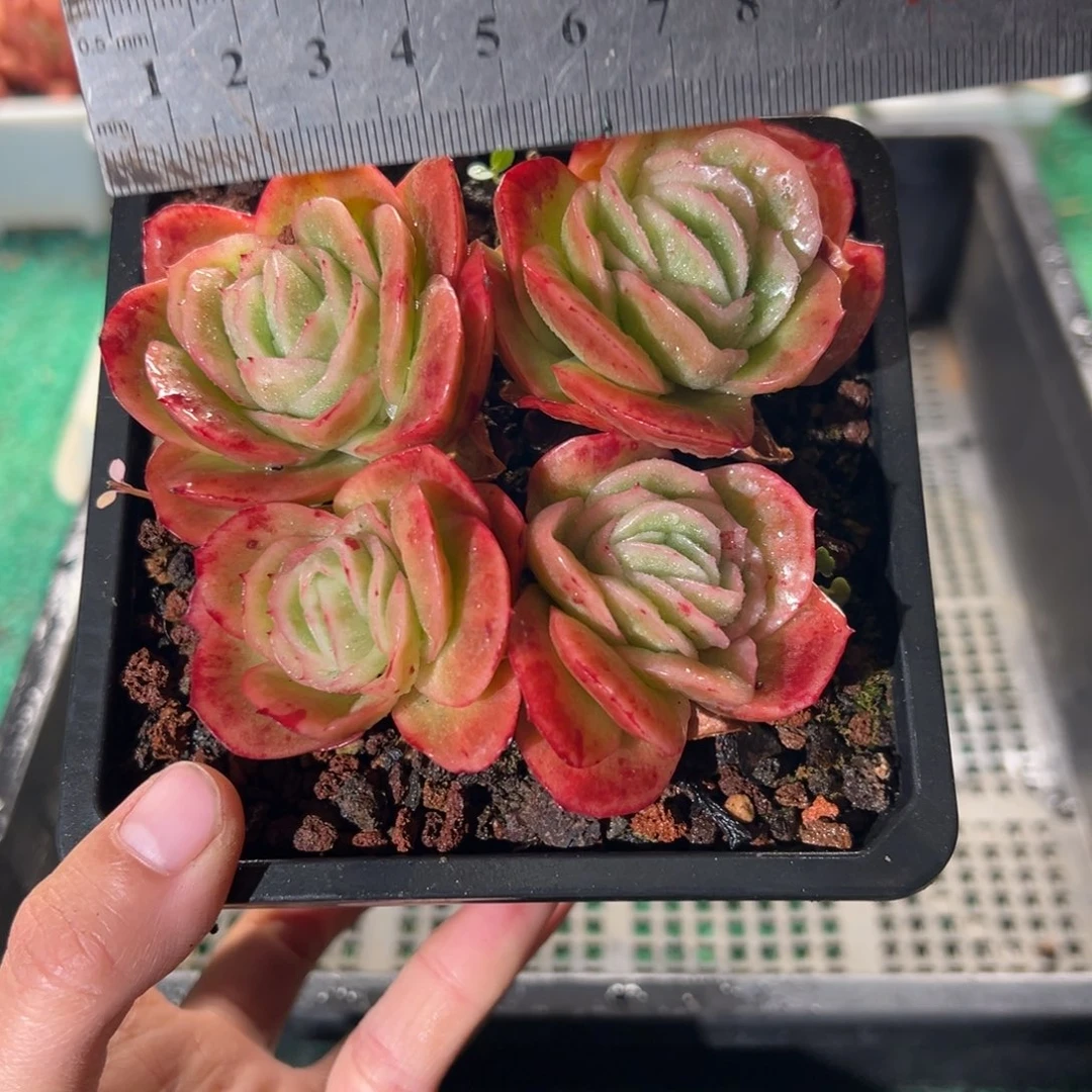 表妹精品多肉植物274.