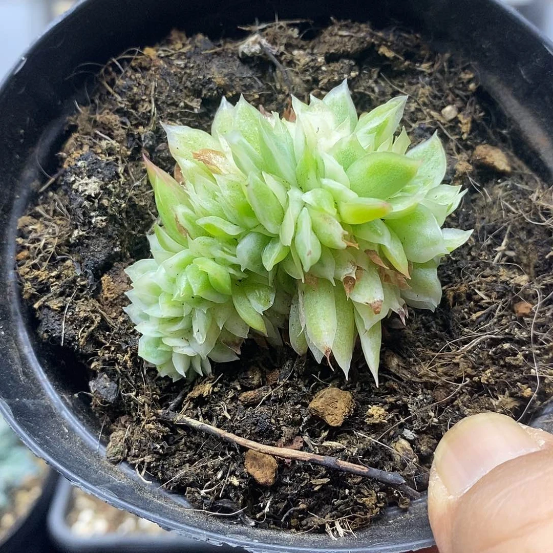14162 蝴蝶仙子锦缀