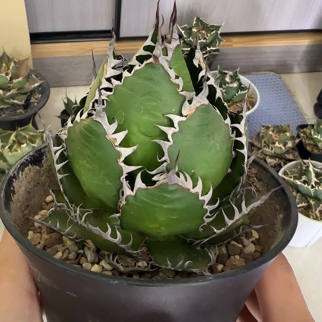 霍利达111111111111