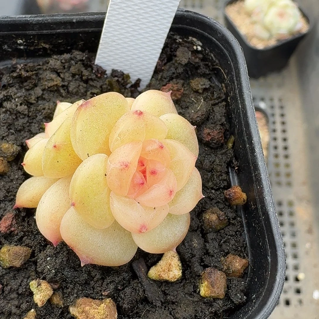 42荔枝甜心双头多肉植物