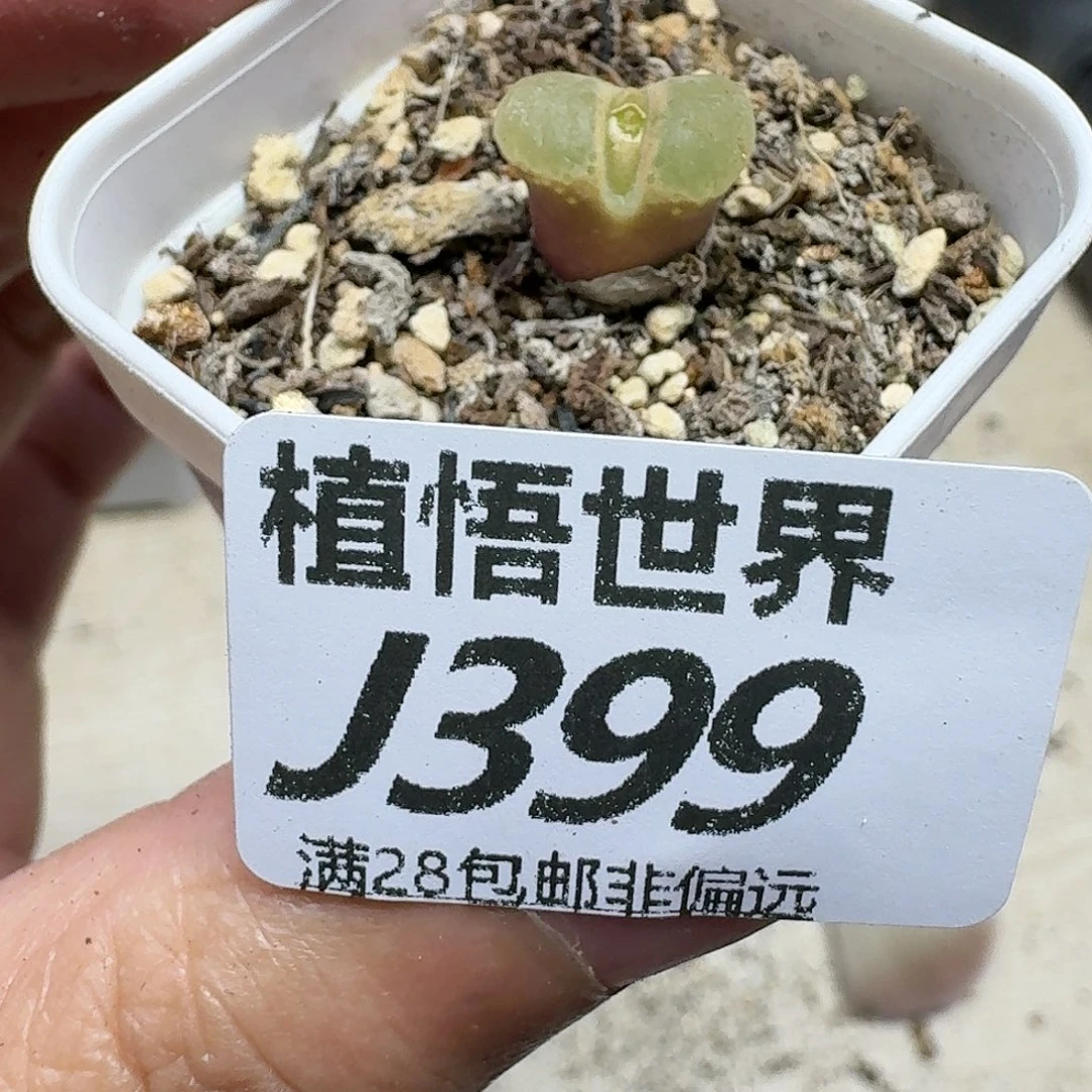 多肉植物drz多的植物