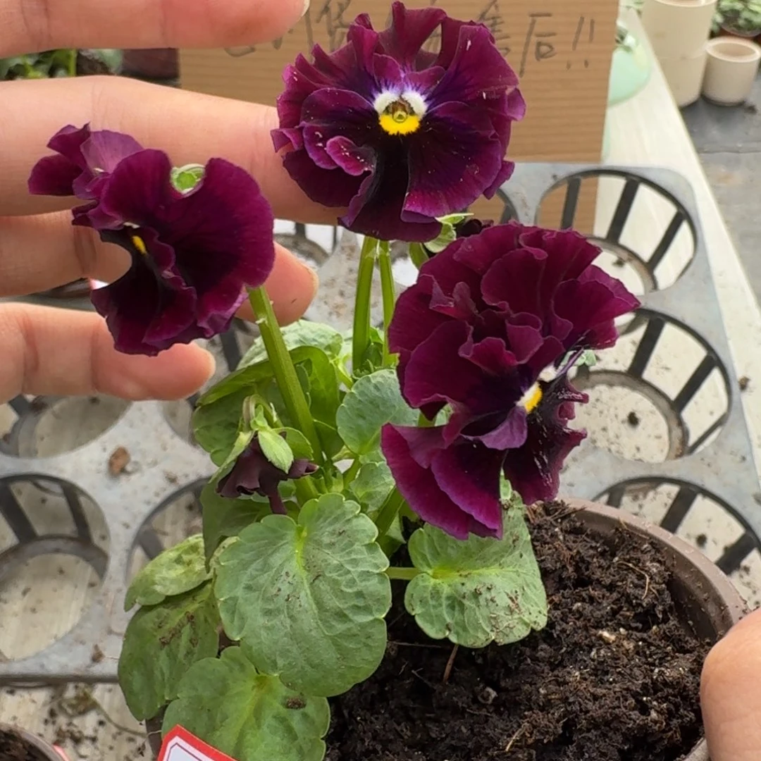 大部分花苞少量开放614