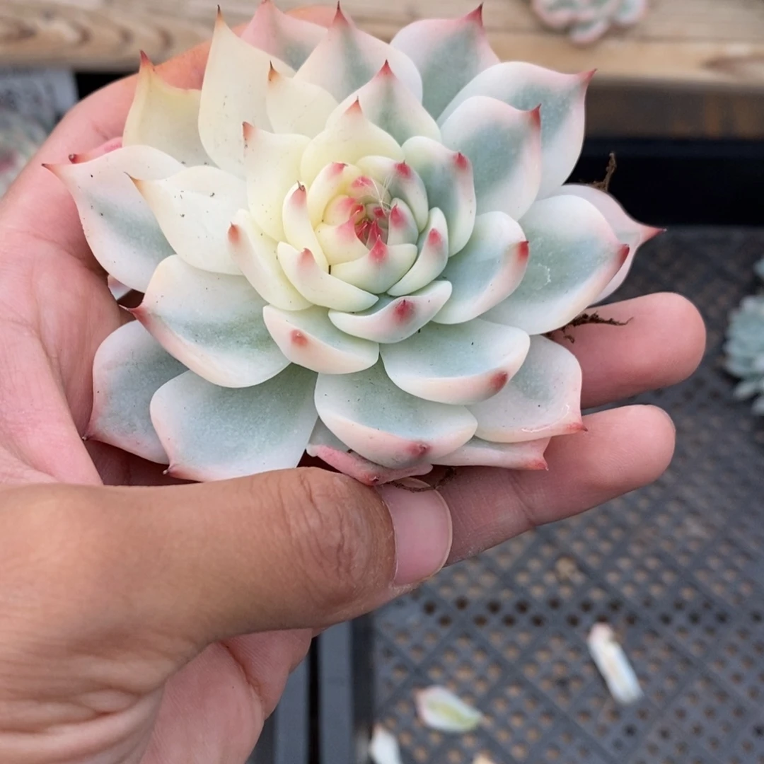 吉娃娃多肉植物8900