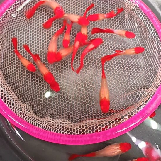 海水鸿运当头  3只包邮  尺寸2.5/3