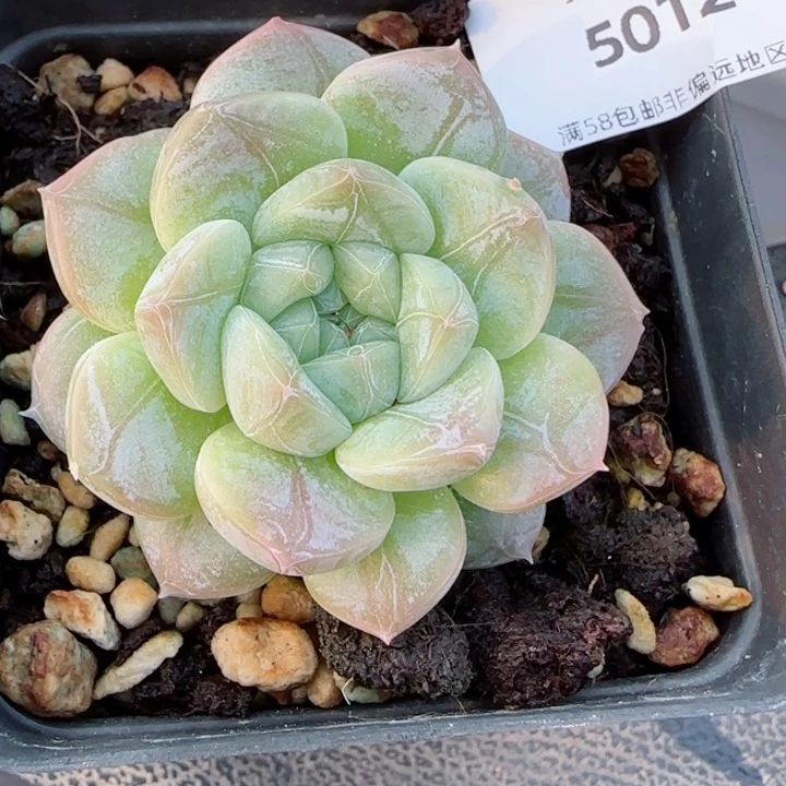 绿光森林，5012多肉