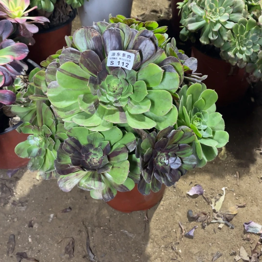 112花月夜多肉法师断枝不包