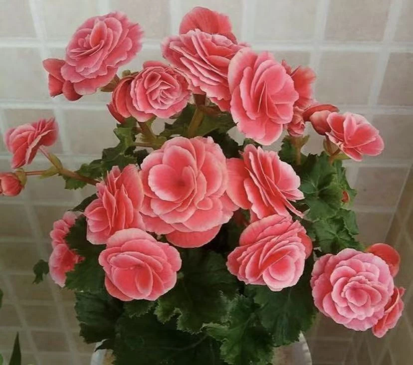 【一盆包邮】丽格海棠多年生四季开花玫瑰海棠室内花卉