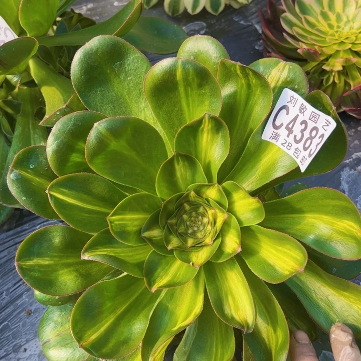 4383燕姿锦中斑多肉植物法师
