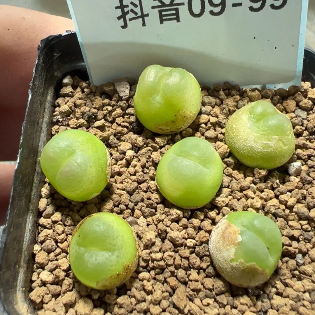 9-99量拍4年母本拉登一颗。多肉