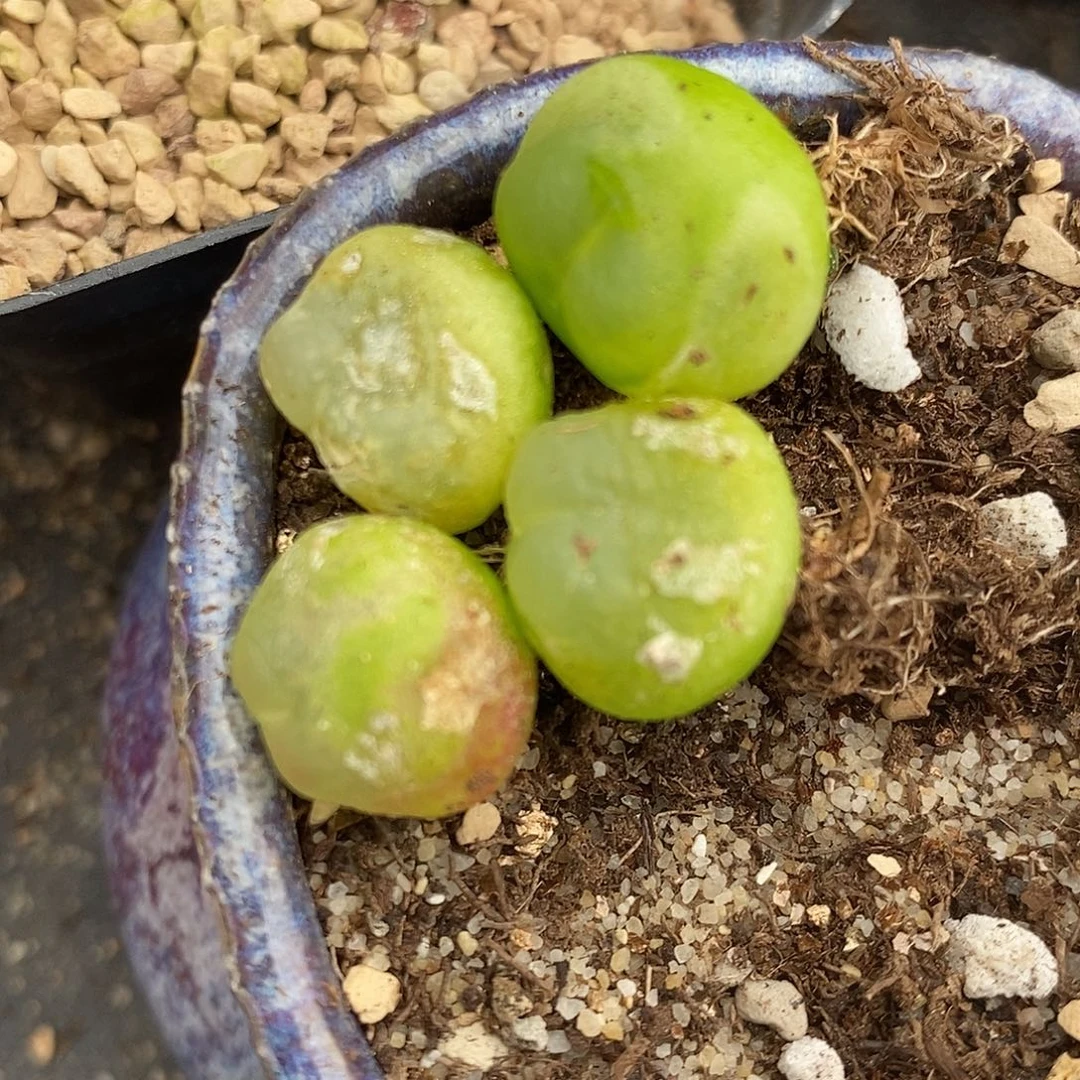 2287有瑕疵拉登一颗。