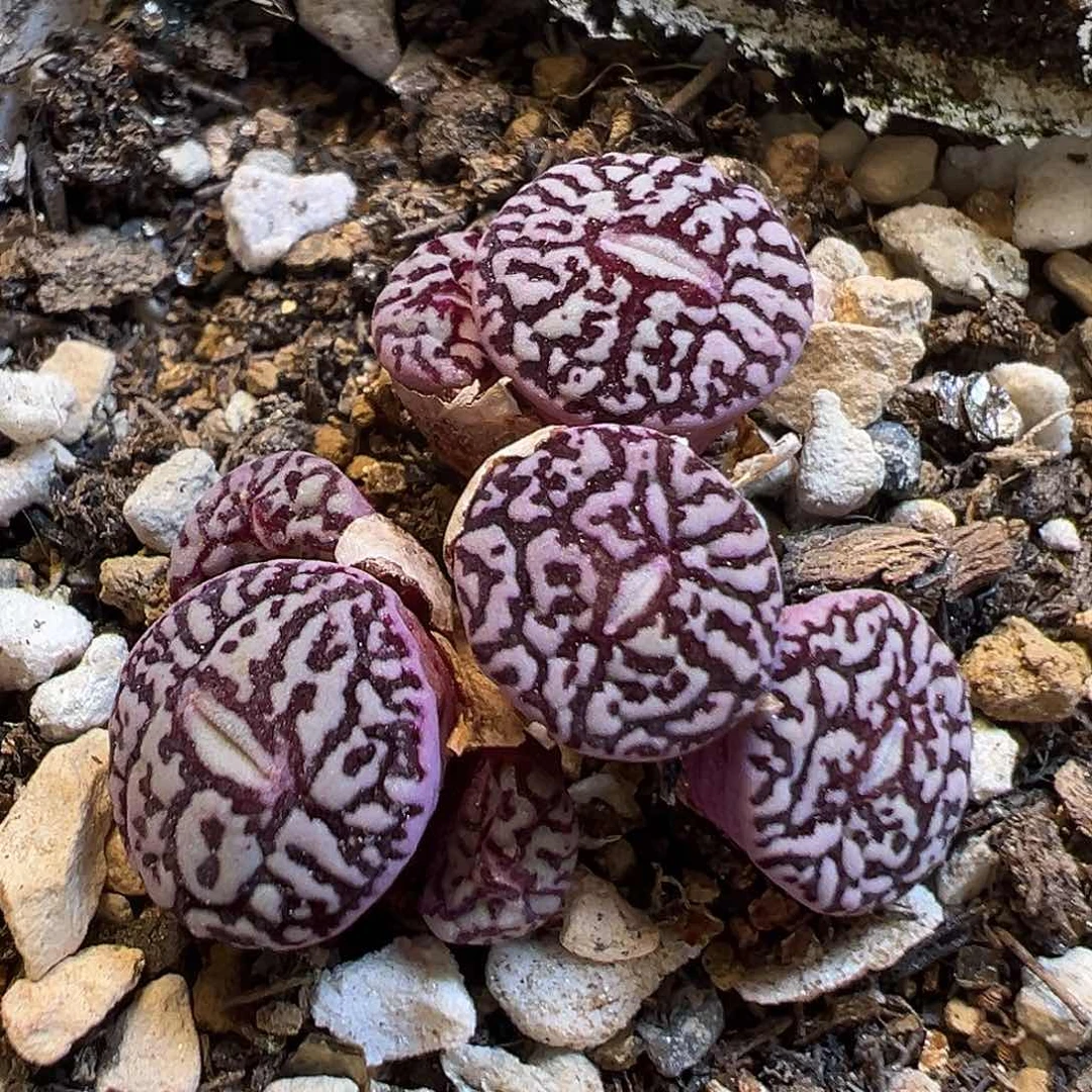 85多肉植物百科知识