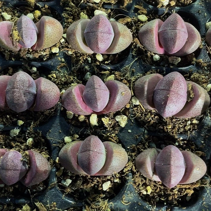 小紫元宝3.8带土发