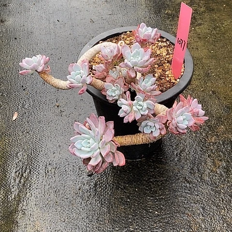 1077多肉植物老桩