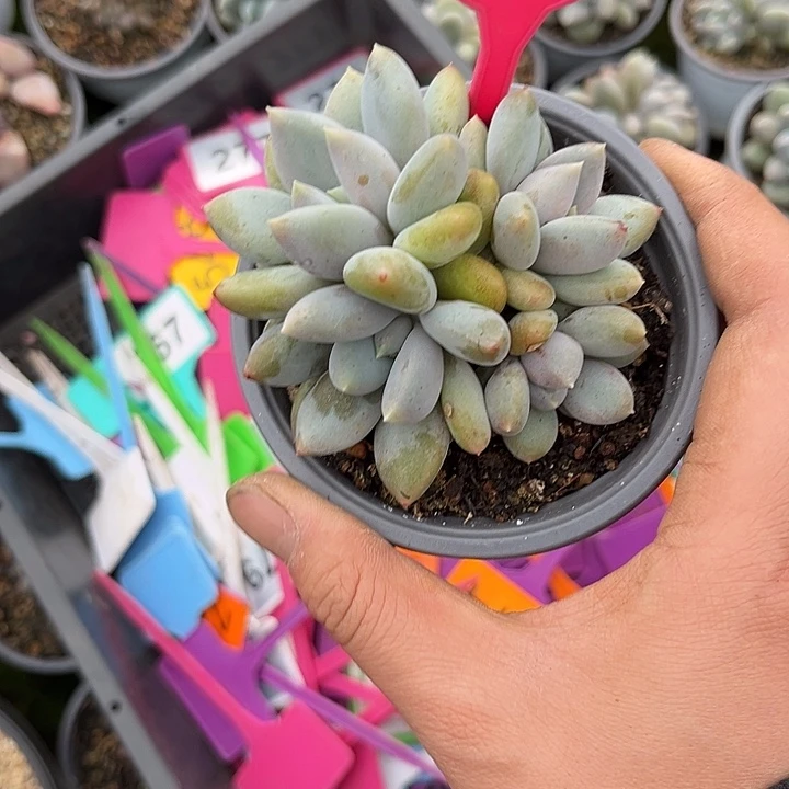 多肉植物胖体哥特279