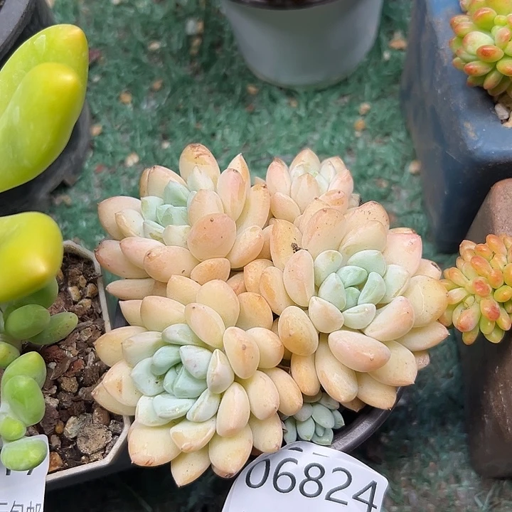 幸运的是我还没遇到过