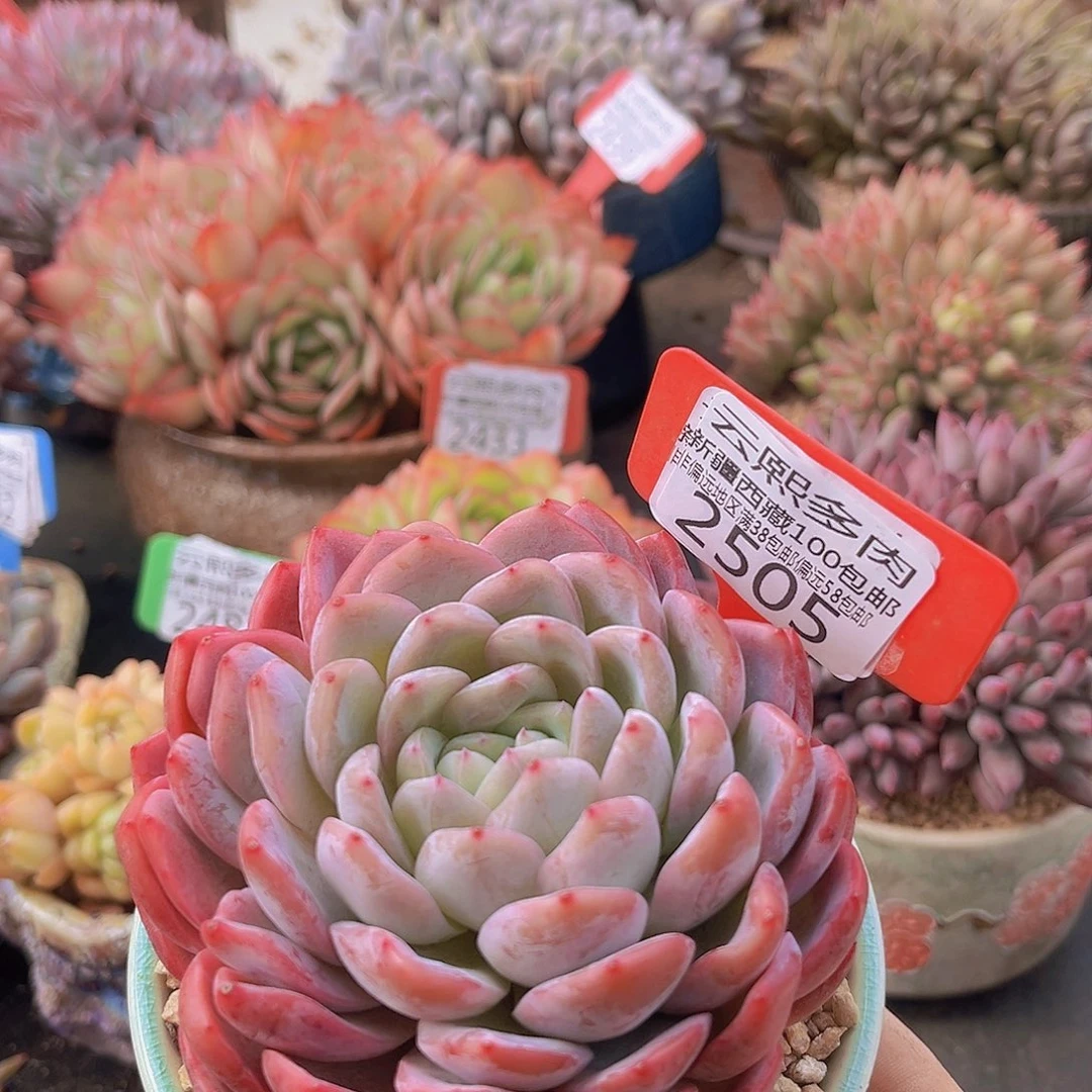 2505胭脂多肉植物