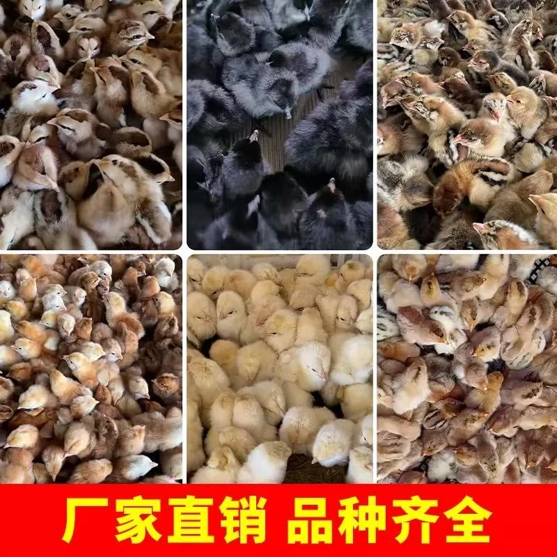 宠物鸡顺丰包邮到家（土鸡）