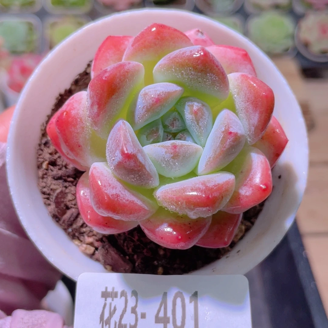 花利美23-401刚毅
