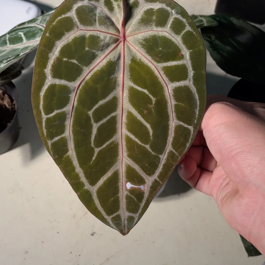 完全开放pink wonder boy 杂f3