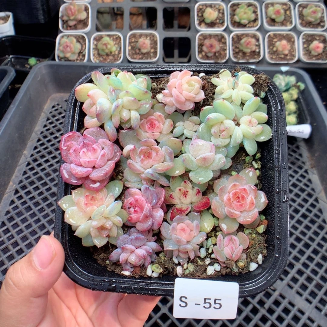 无花朵S55bp-3英语英语