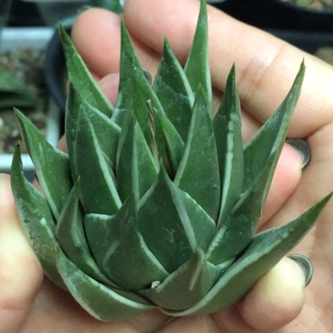 白折瑞鹤头盖无根哈哈哈
