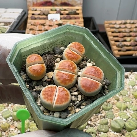 3567，冰橙全窗组合带盆