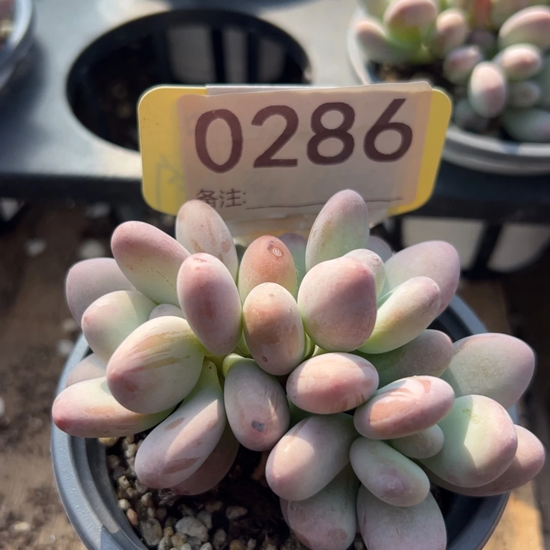 群生二代彩虹多肉植物