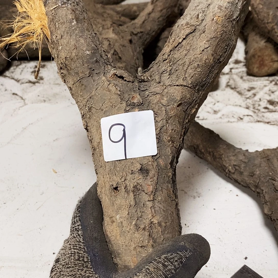 木@****2火琉璃……火琉璃