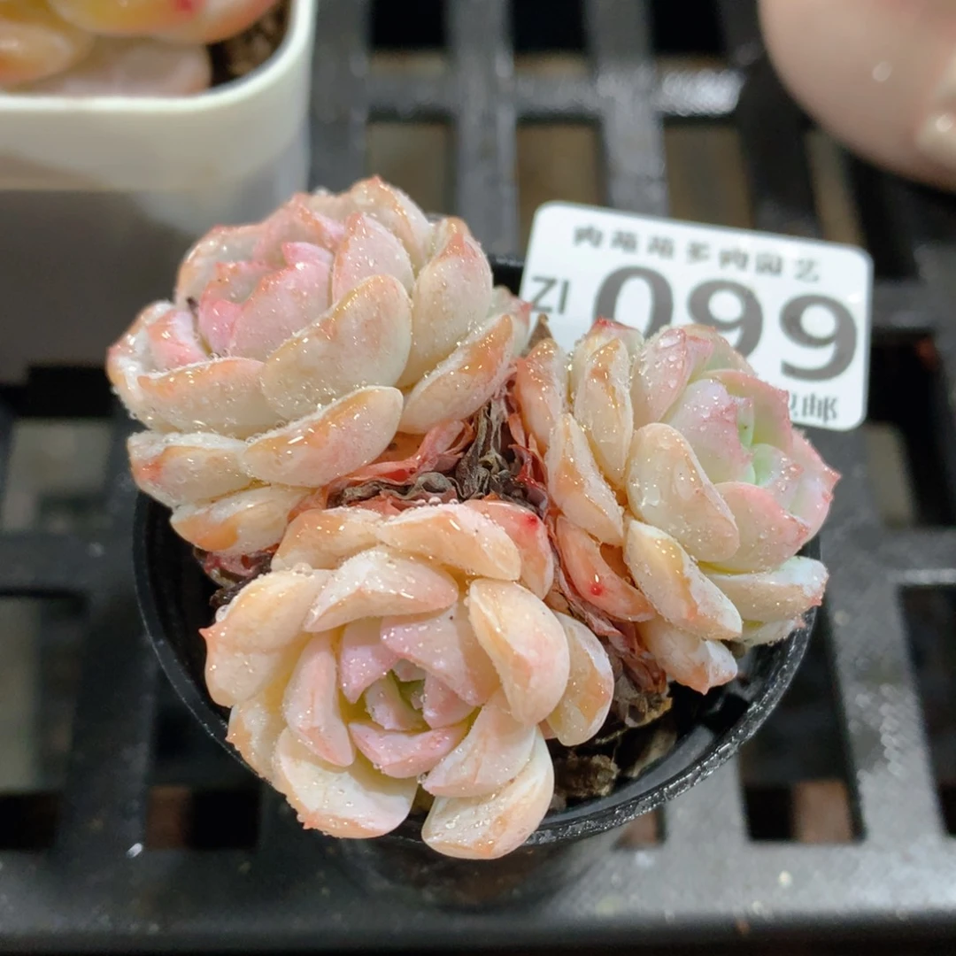 肉萌萌拇指盆精控多肉ZI099