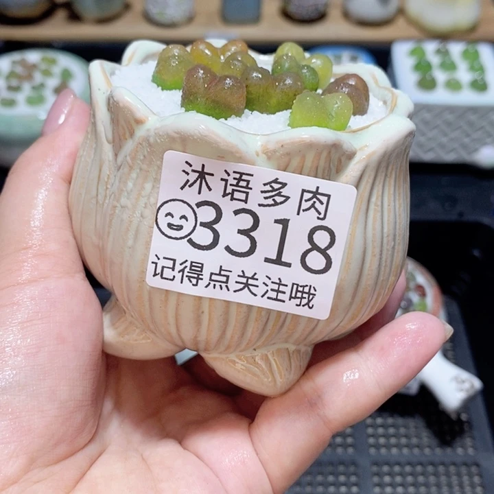 精美盆栽 一物一拍3318
