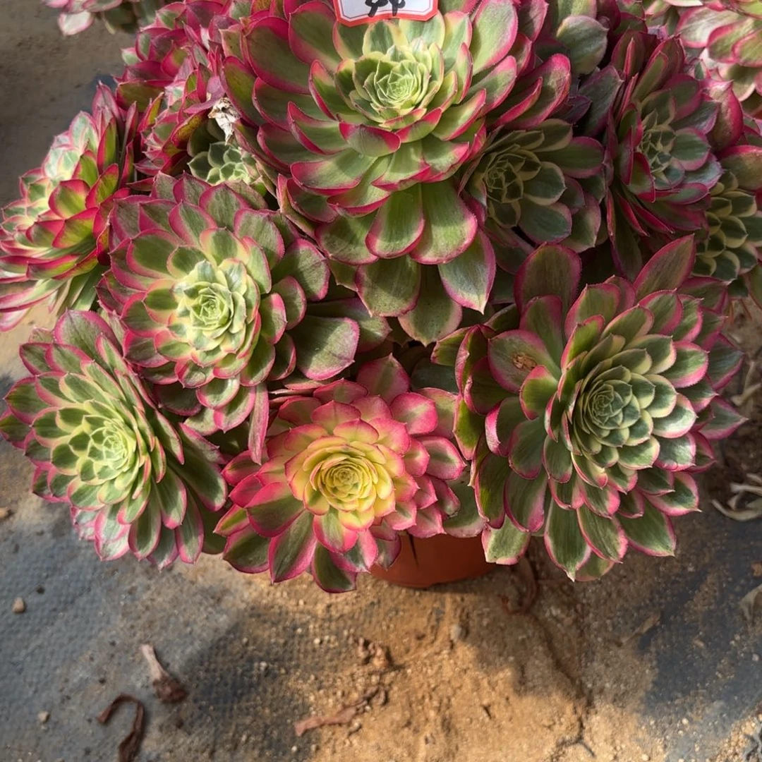 324千玺多肉植物绿植