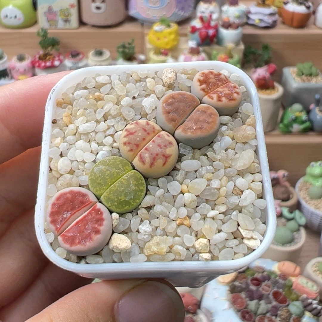 多肉植物185号彩色