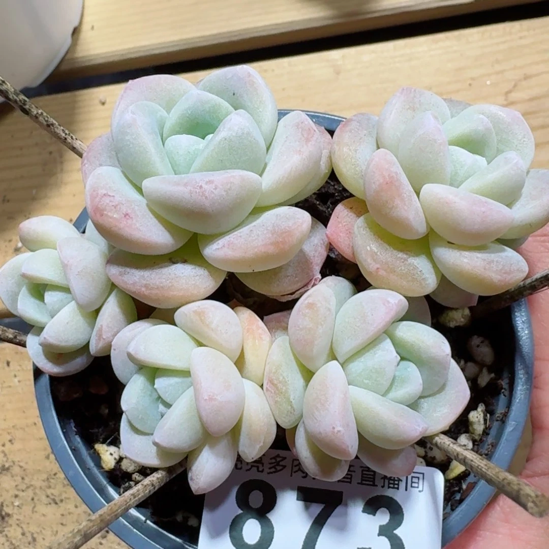 鱼*?树桩冰玉       多肉植物