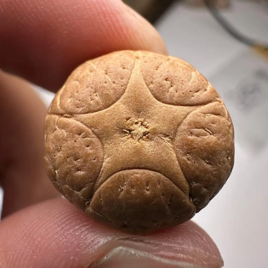 尼泊尔五星菩提，尺寸19，sss系列，货号93
