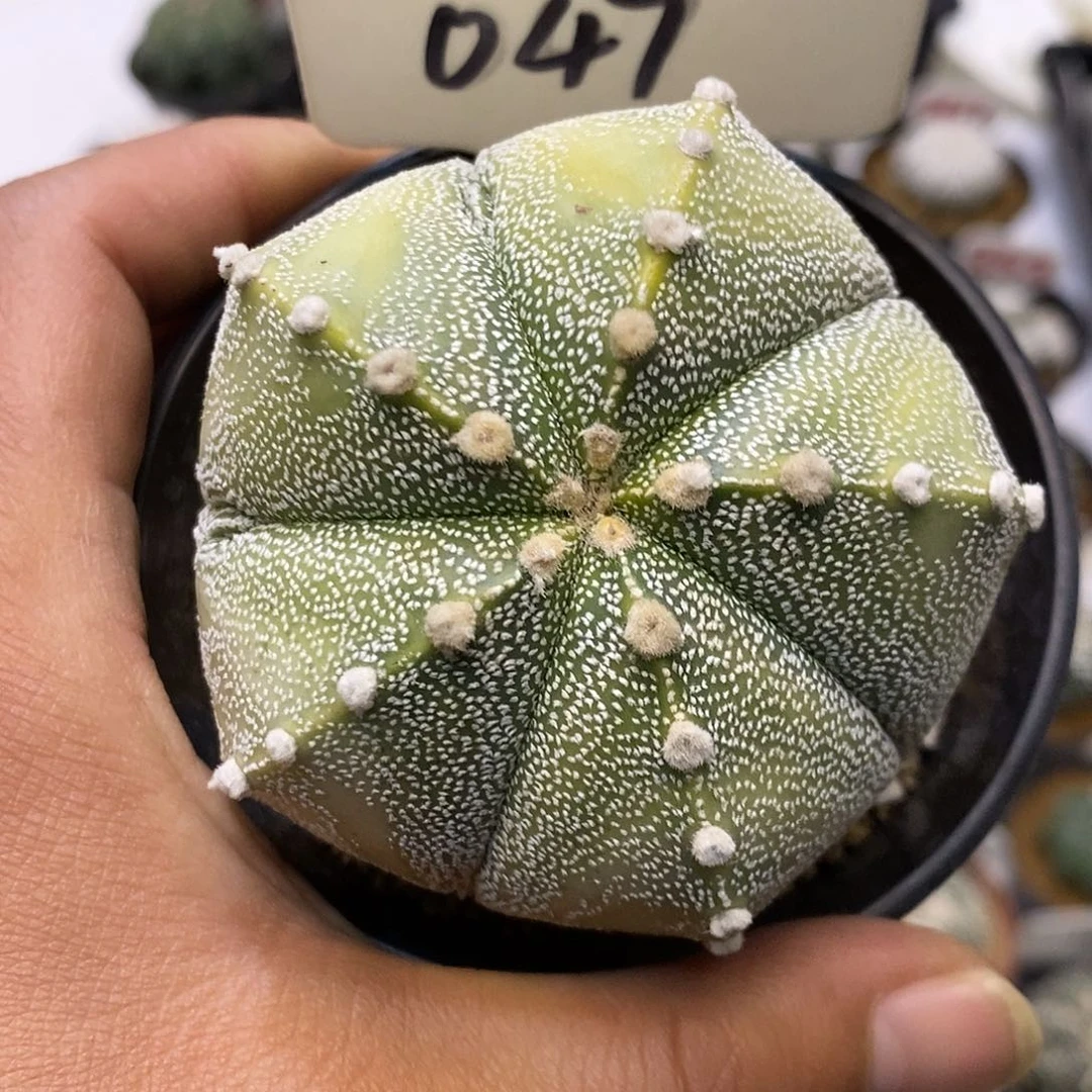 047特价来了福利特价咯