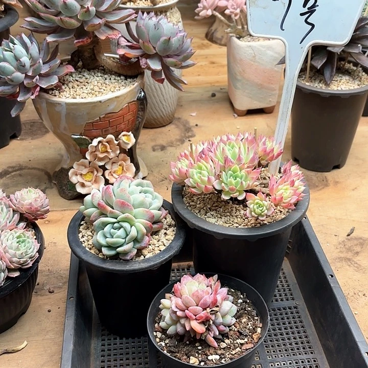 英*多肉植物，三颗多肉