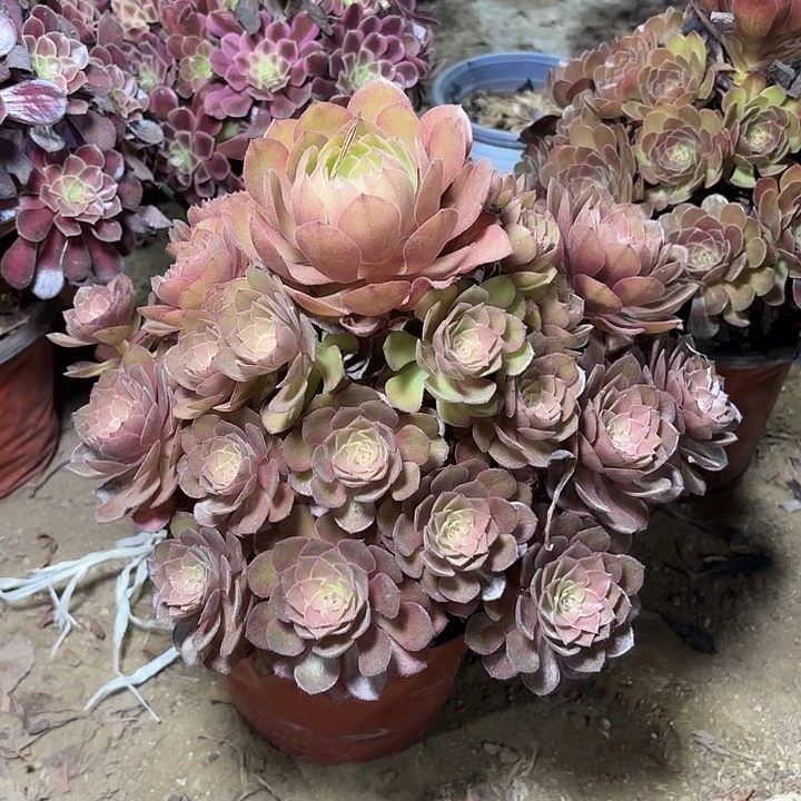 多肉植物法师桃花石1
