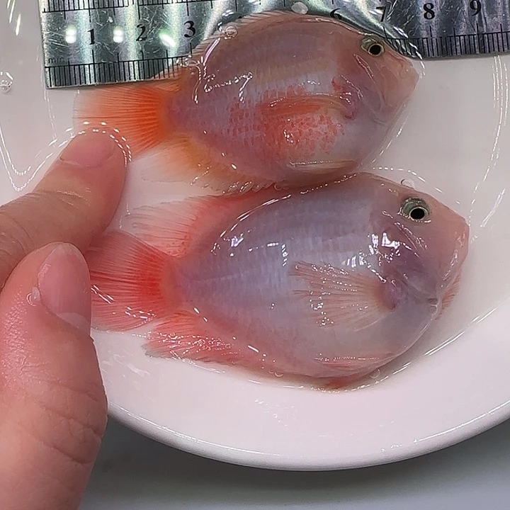 短鲷鱼6-8cm胭脂粉一公一母