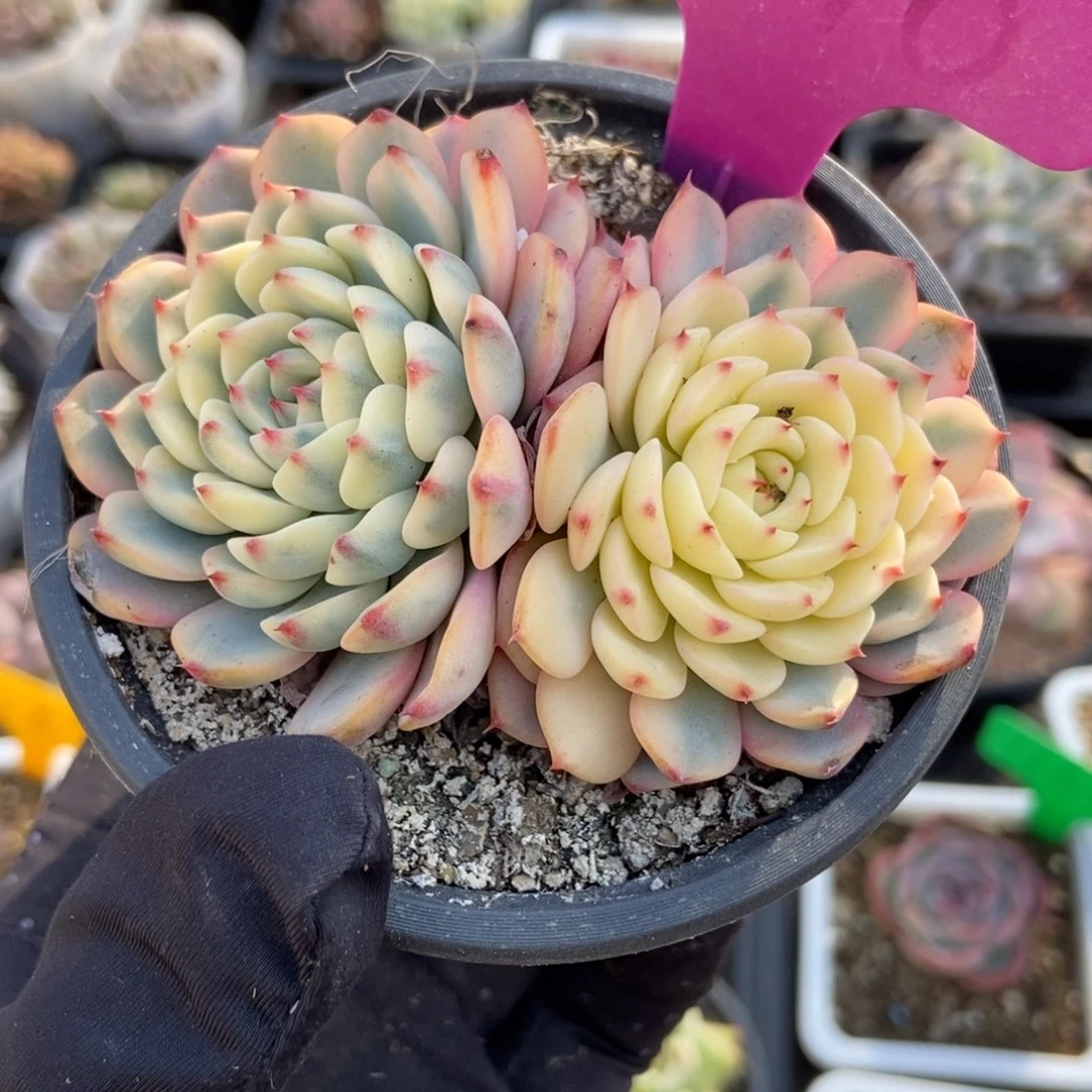 1978忌廉锦多肉植物