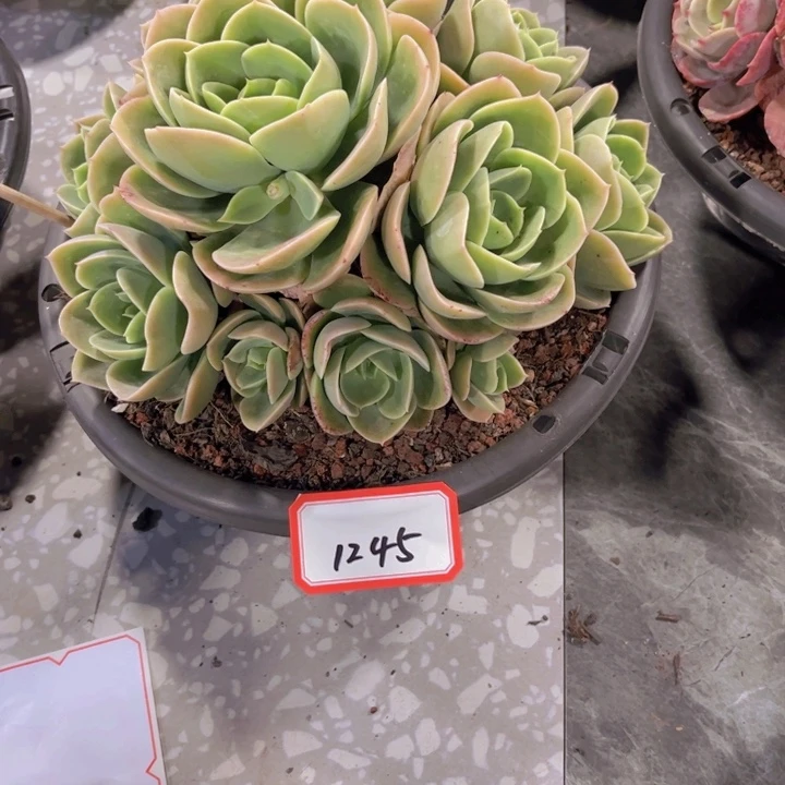 郑**亿1245星纳塔多肉