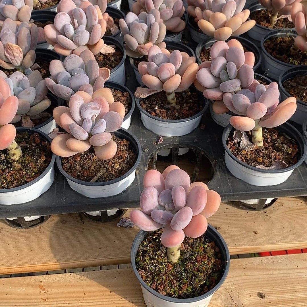 29   蛋黄奶   福利