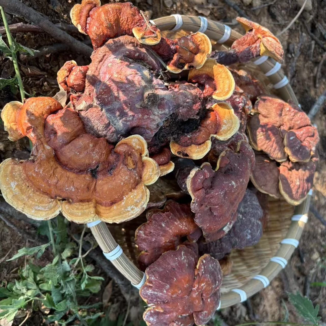 河南伏牛山灵芝野外干货整枝 泡茶 煲汤  泡酒