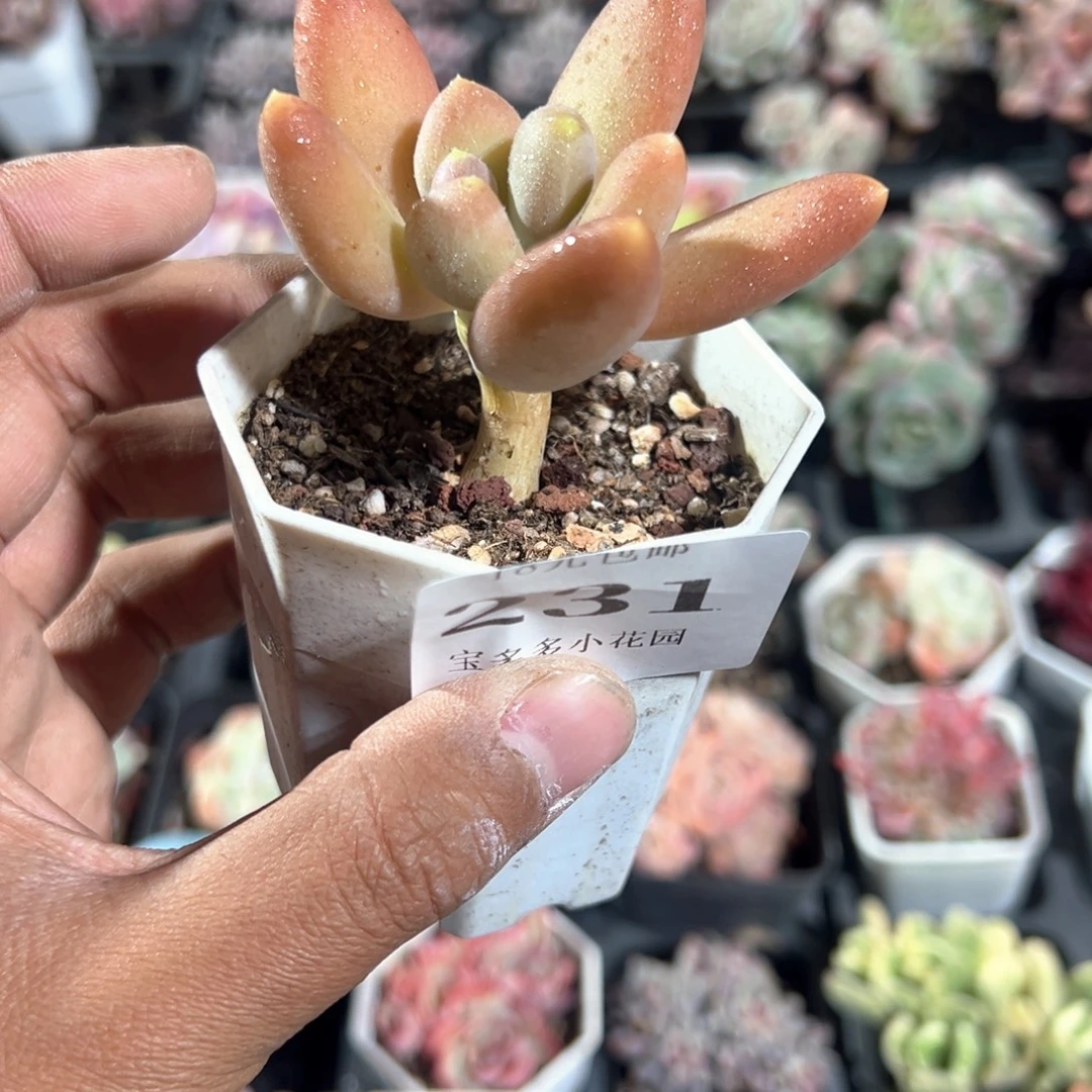 231号芒果奶酪一物一拍