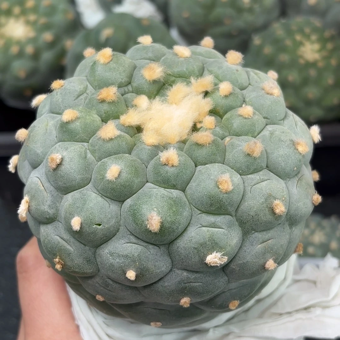 真****腿540仙人球的世冠赛场